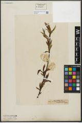 Foto von Salix acutifolia Willd.